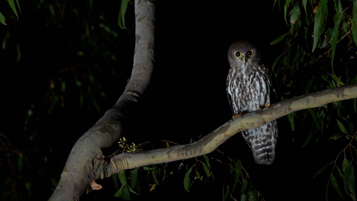 A local barking owl - Ninnox connivens. Picture by Ned McNaughton.