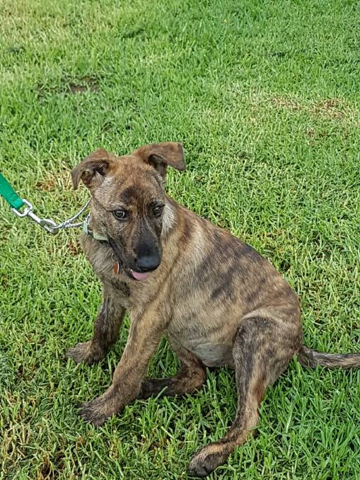 Shona, the 13 weeks old great Dane/bull mastiff/wolfhound, is one of many dogs lined up for a home on the Far South Coast.