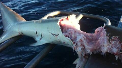Photos of the shark carnage