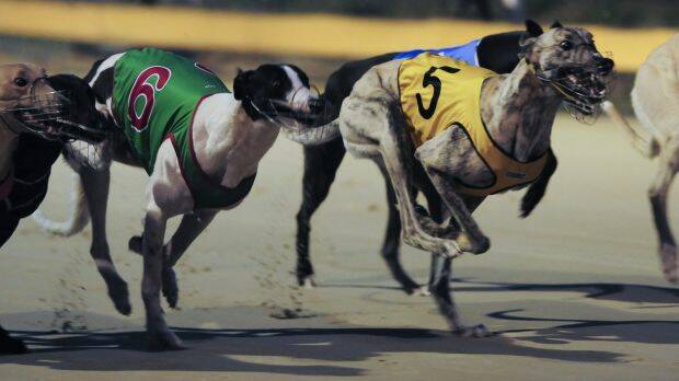 Greyhound racing will be banned in NSW from July 1, 2017 after legislation passed the NSW parliament Photo: Graham Tidy