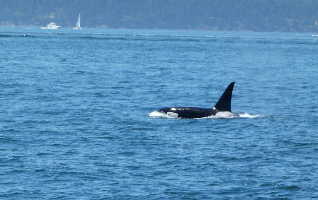 Old Tom's legend lives on: male orca breaks the surface near Vancouver Island, Canada. Picture: Kate Mamone