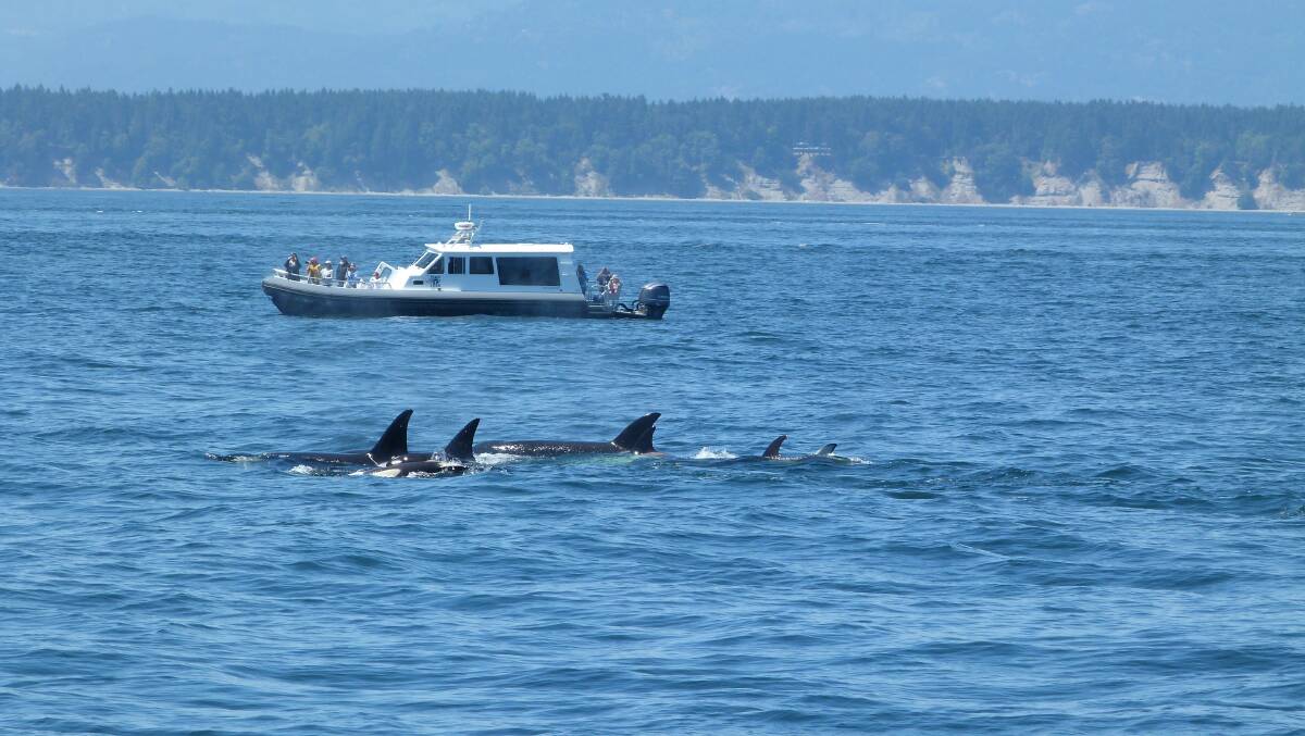 Old Tom's legend lives on: pod of orcas off Vancouver Island, Canada. Picture: Kate Mamone