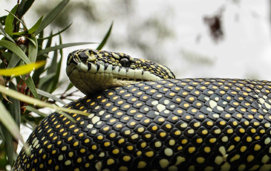 The photo of a diamond python, by Sue-Ellen Smith, won the category for the 'image that most evokes a connection with an animal in the wild in Australia', at Gallery Bodalla.
