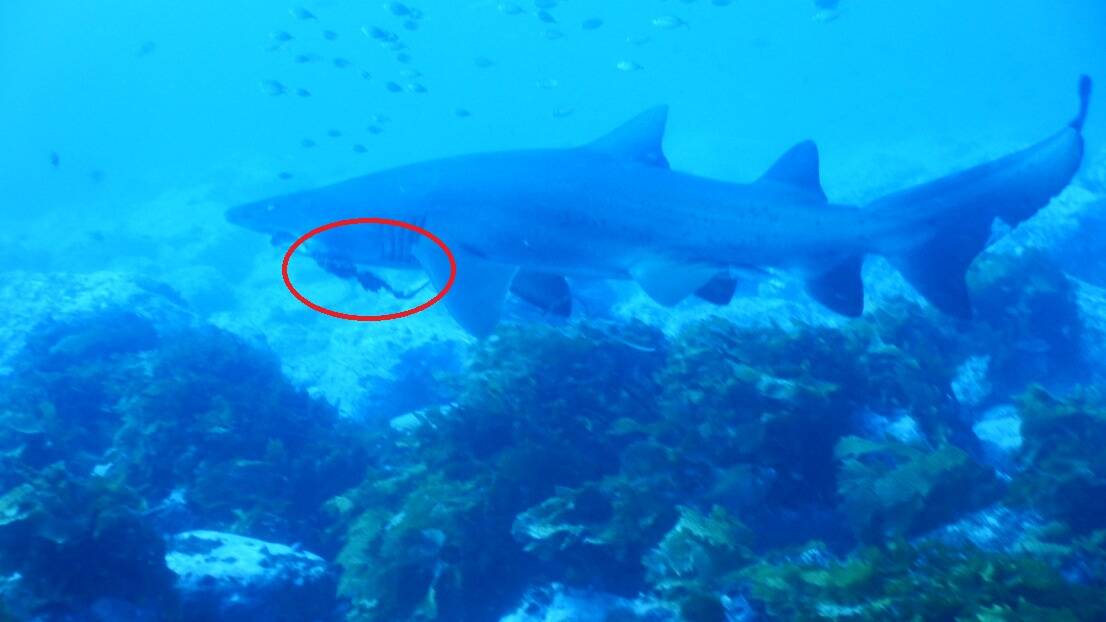 Shark caught in fishing gear filmed at Narooma | VIDEO