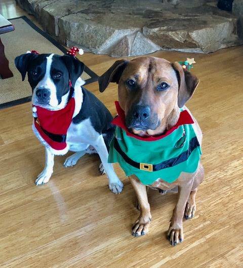 MERRY WOOFMAS: Pooches Charlie and Ollie get into the Christmas spirit in their festive outfits. Photo: Lois and Greg Chapman.