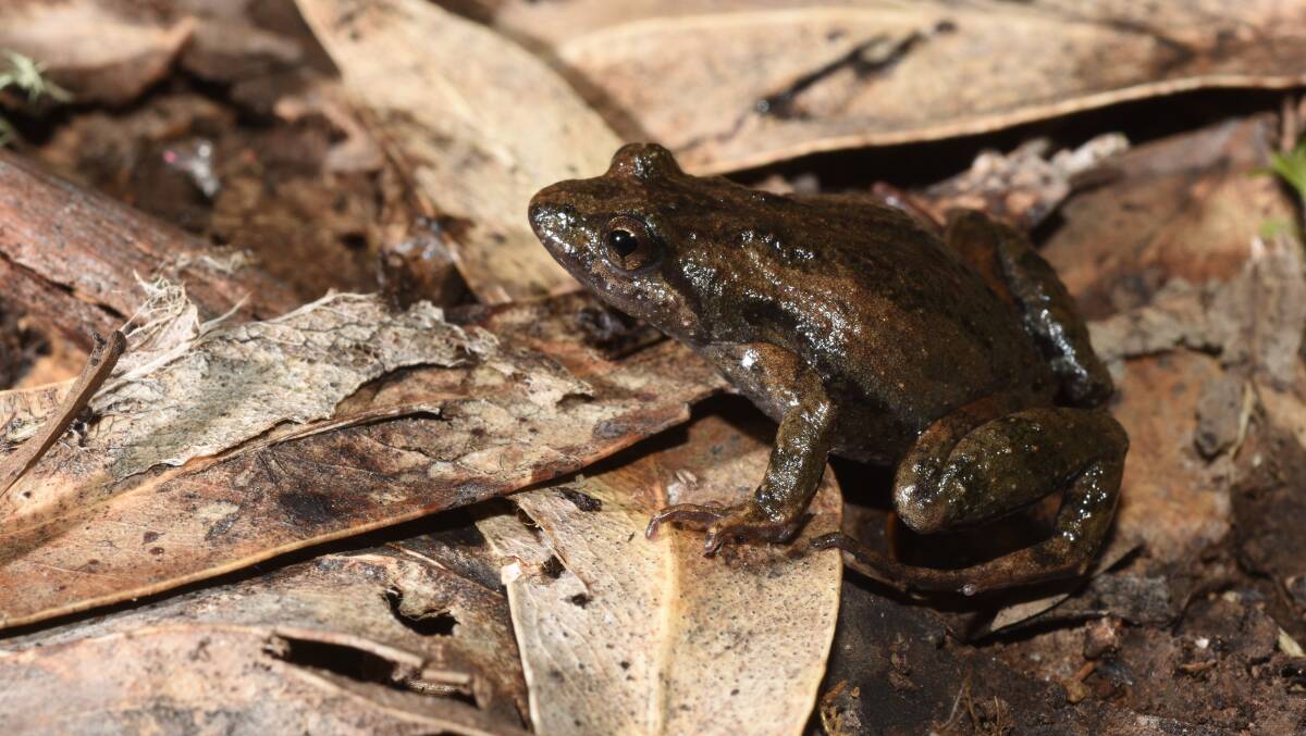 MYSTERY FROG: A Common Eastern Froglet (Crinia signifera), which was the species recorded calling at Mystery Bay. Photo credit Australian Museum