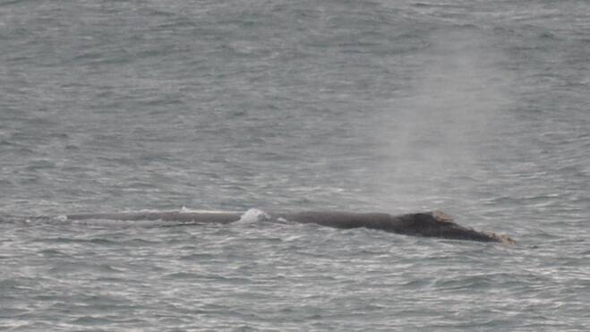 Southern right whale off Dalmeny