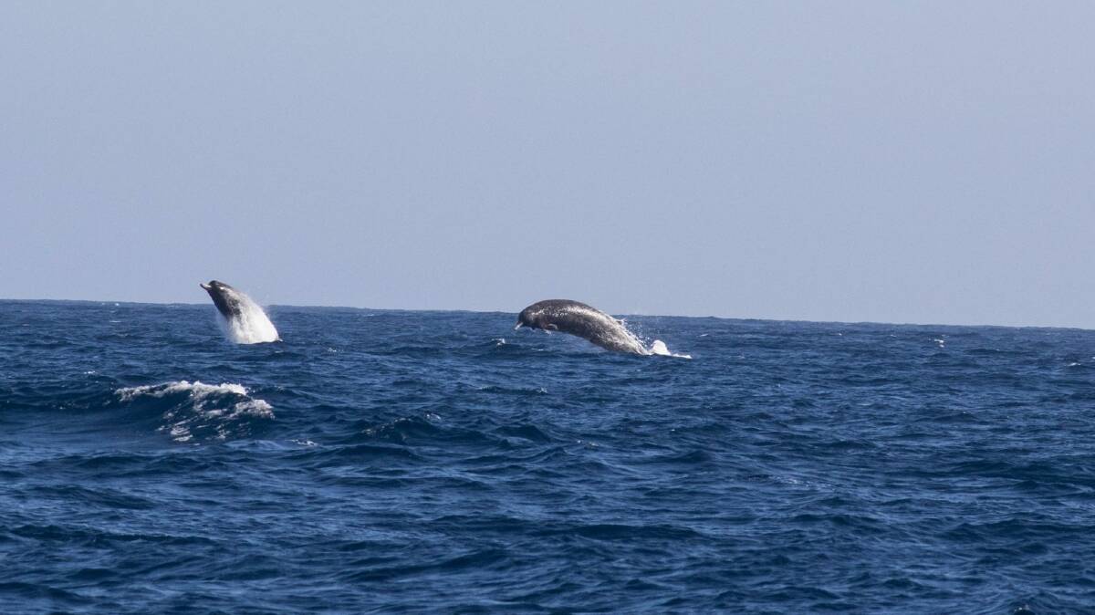 Photos of the rare Arnoux's beaked whales