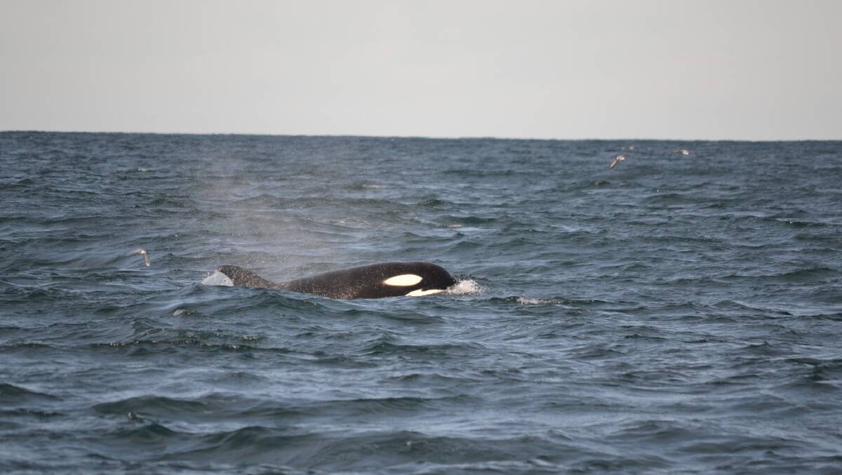Orcas feeding and humpback whales agitated