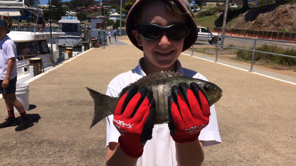 TOP CATCH: The catch of the day for the day went to Flynn Ellison who caught and released a nice luderick under the town wharf using a piece of prawn.