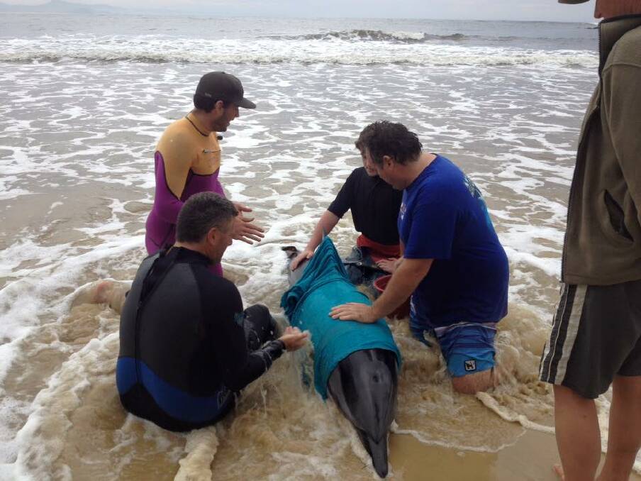 Photos of the striped dolphin rescue