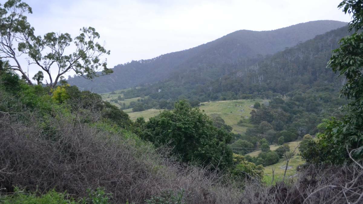 The slopes of Gulaga Mountain behind Central Tilba where the vulnerable Warty Ziera plant can be found. 