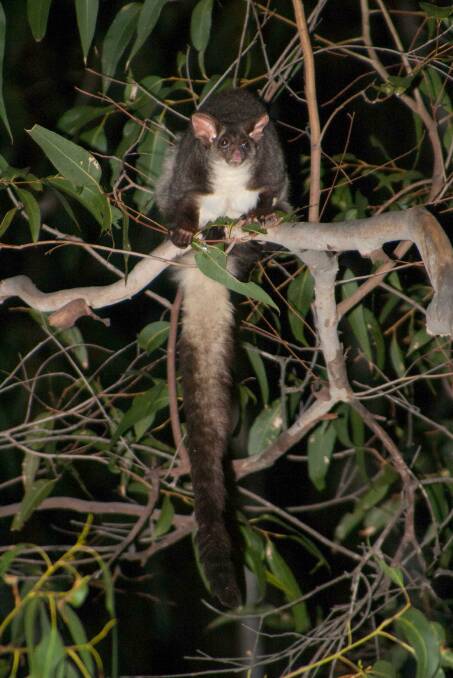 FORESTS UNDER SPOTLIGHT: The Greater Glider can be found in south-east forests, but some fear for its future. Yesterday was International Day of Forests.