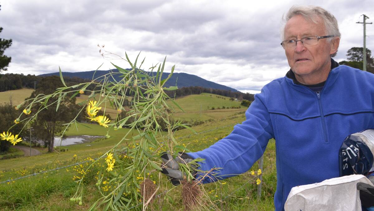 Tilba Landcare president Robert Dunn on the hunt for fireweed 
