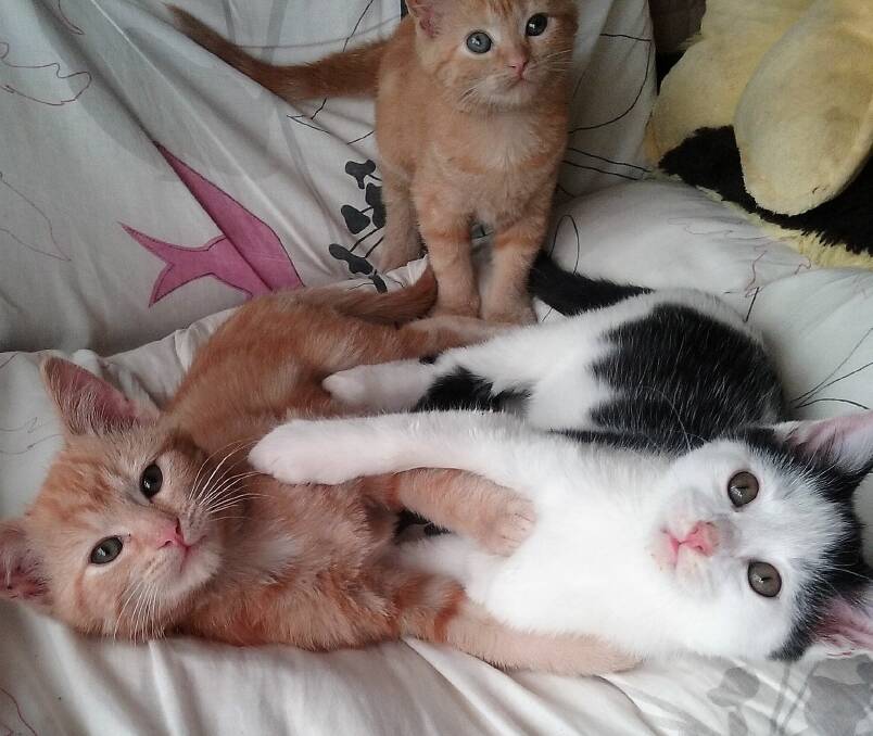 A Tangle of Tails:  Pets of the Week are these AWL kittens, Sammy (left) and Ralphie, playing in front of sister Tammy.  