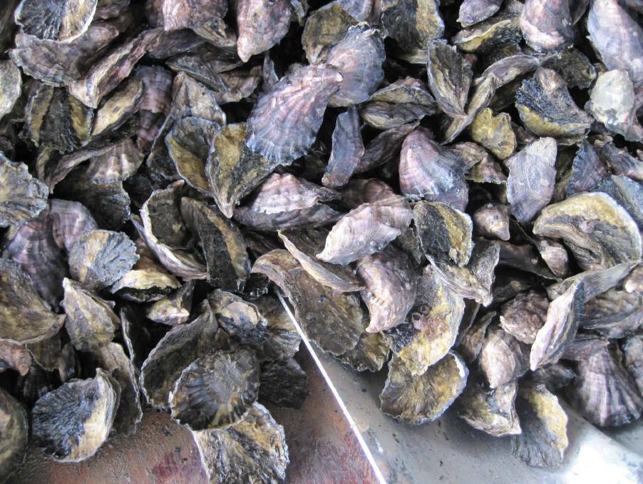 Wagonga Inlet rock oysters. File photo