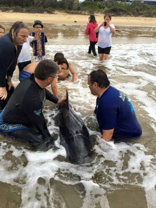 Bermagui life saver Rob Shaw and local Josh McCue assist the dolphin stranded on Horseshoe Bay beach. 