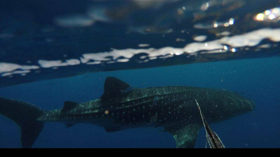WHALE SHARK: The Stop the Trawler Alliance provided this photo of a whale shark being encountered off the Far South Coast. 