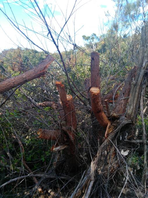 Illegal land clearing at Bermagui. Photo supplied Bega Valley Shire Council.