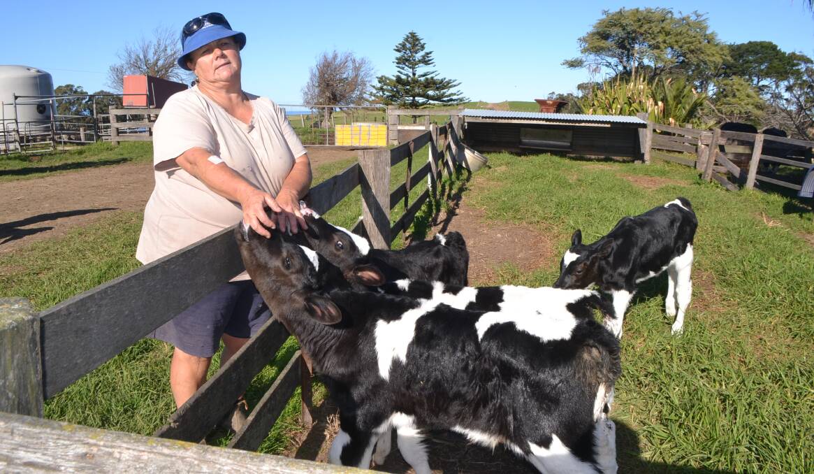 Robyn Lucas brings home the cows for milking 