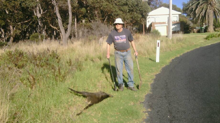 SAD SIGHT: Our letter writer, Robert Dunn, was disturbed by the sight of this dead swamp wallaby.