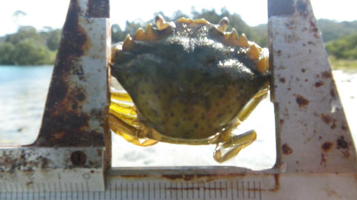 ENVIRONMENTAL PEST: The European green shore crab may be small but it is very destructive. Photo Dr Cliff Garside