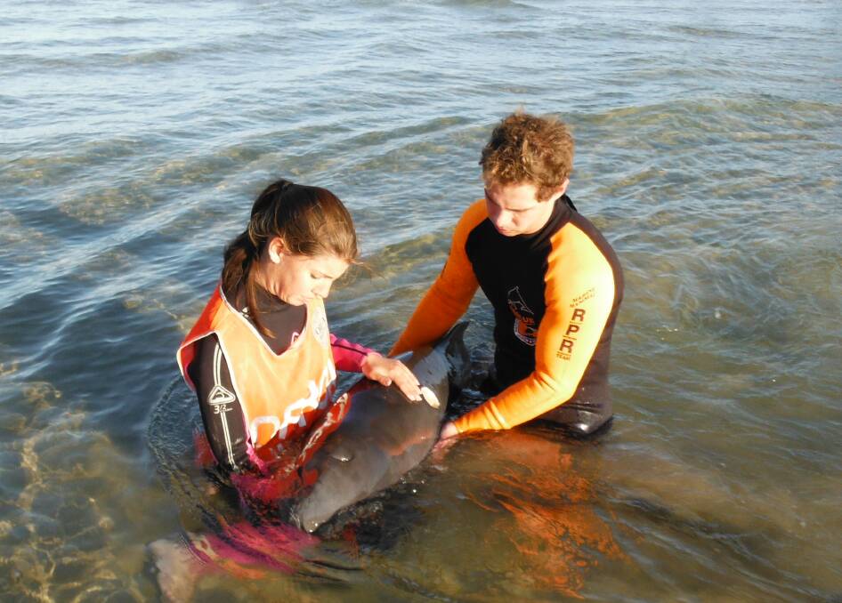 ORRCA volunteers work on a stranded dolphin. 