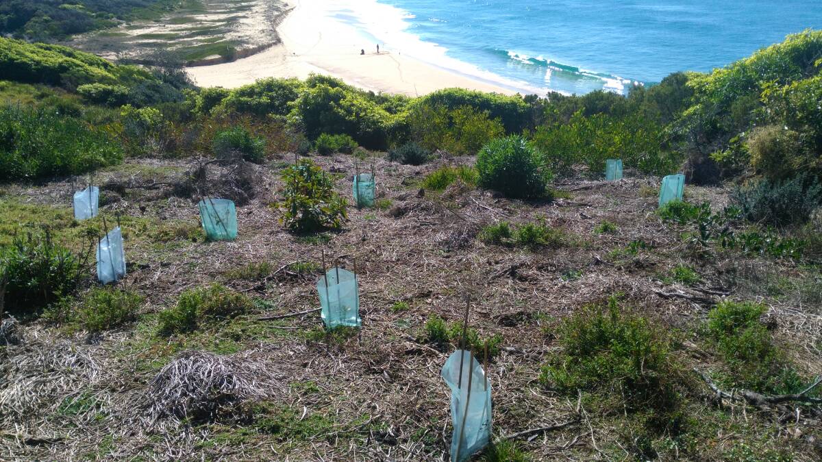 Some of revegetation work undertaken at Cuttagee Point by Bermagui Dune Care. Picture: Supplied