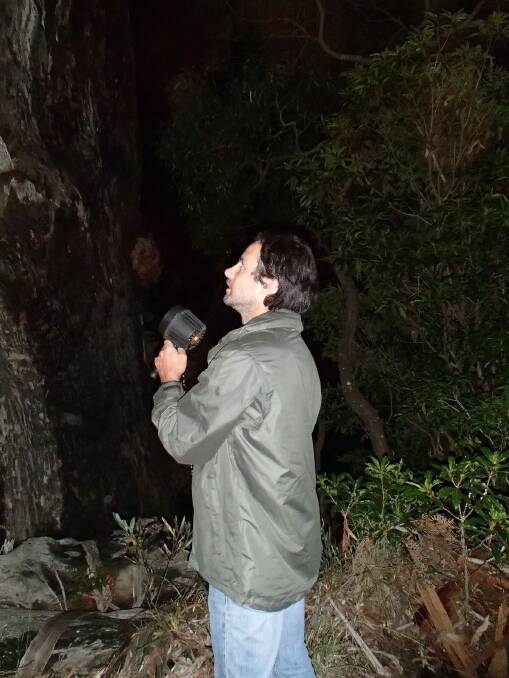 Join the nocturnal wildlife ‘spotlight’ at the Eurobodalla Regional Botanic Gardens next Friday evening. Council’s Tom Dexter spies a greater glider at last year’s event.