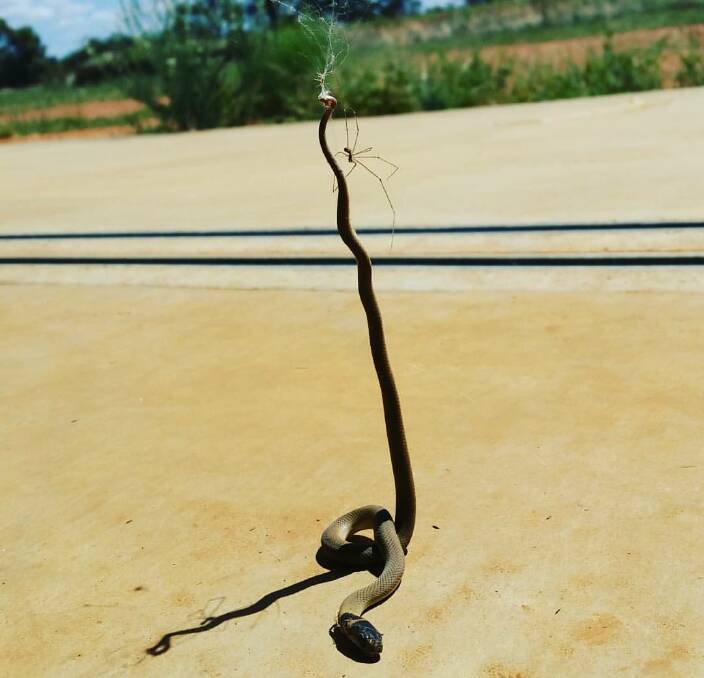 CATCH AND KEEP: Weethalle farmer Patrick Lees captured the remarkable sight of a daddy longlegs spider preying on a brown snake. Picture: Supplied