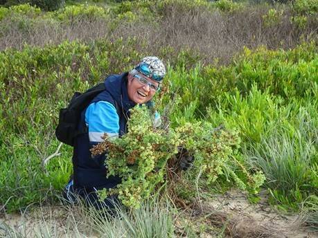 WEED WARRIOR: Thanks to vigilant volunteers like Yuin Kelly, invasive species including sea spurge (pictured) and beach daisy have been reduced to very low levels on Eurobodalla’s southern beaches. 
