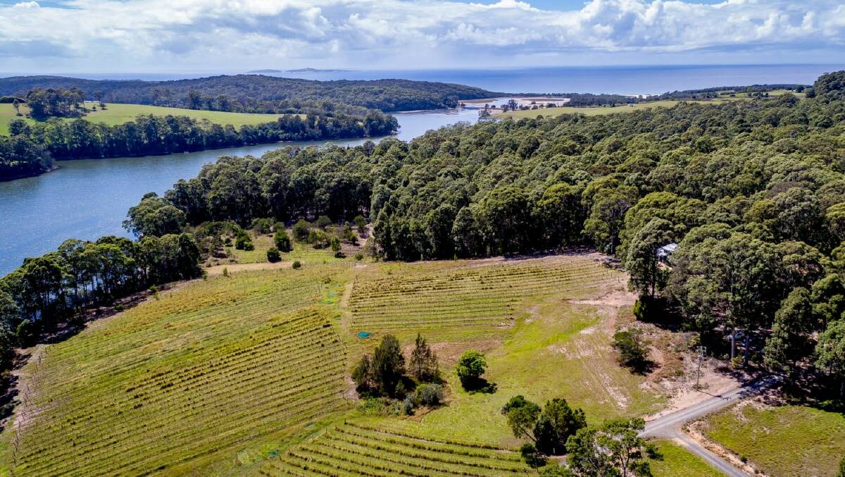 Tilba Valley Wines is on the market. Photo: Supplied
