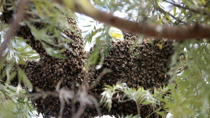   A swarm of over 60,000 bees up a tree at the back of Stephen Beggs'  home, Theodore. Photo: Jeffrey Chan