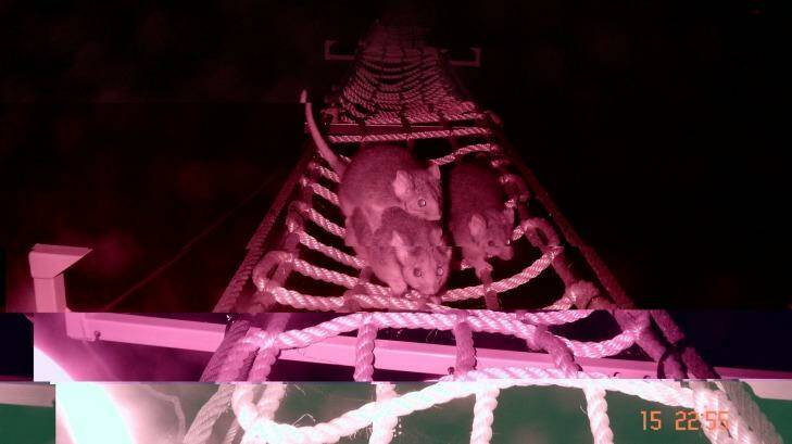 Possums taking the rope bridge over the Hume Highway. Researchers say the bridges are connecting animal populations once divided by the road.? Photo: Supplied