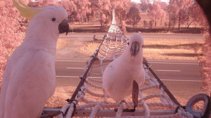 Cockatoos take a rest on one of the rope bridges spanning the Hume Highway. Photo: Supplied