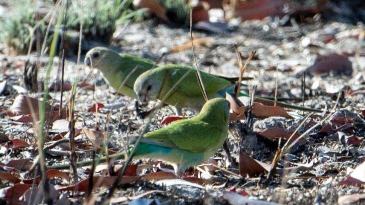 There may be fewer than 2000 golden-shouldered parrots left in their native South Central Cape York habitat. Photo: Penny Stephens
