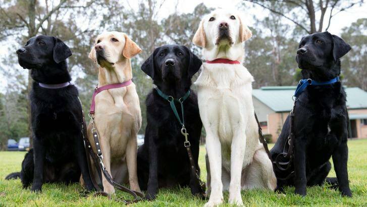 Dogs: Their Secret Life, SBS, Monday, 7.30pm.  Photo: Janie Barrett