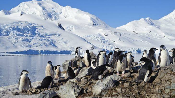 Visit a penguin rookery on the Antarctic Peninsula with Aurora Expeditions. Photo: Supplied