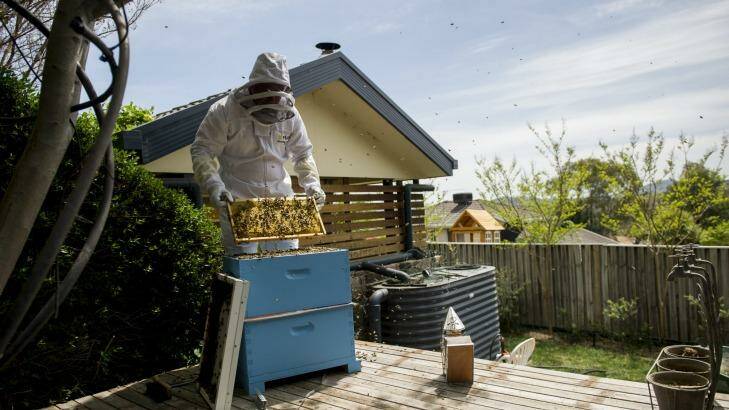 Beekeeper Kevin Wode re-homing a swarm with newcomers to beekeeping in the ACT. Photo: Jay Cronan