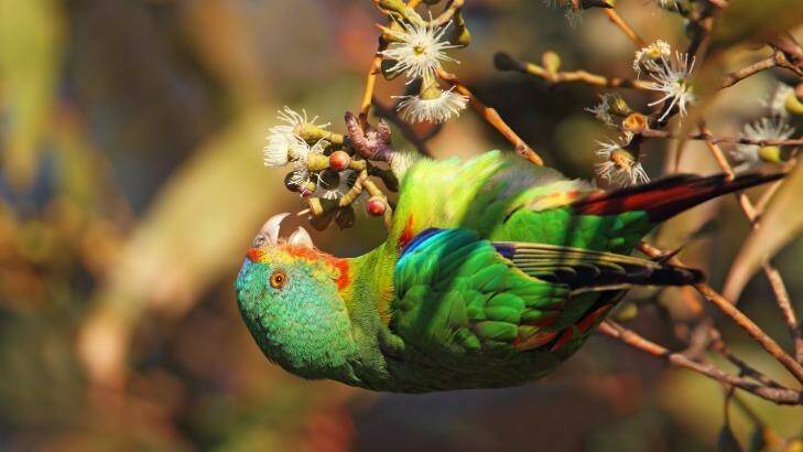 The upside down world of a nectar feeding swift parrot. The species is under severe pressure in its Tasmanian summer breeding grounds. Photo: Chris Tzaros