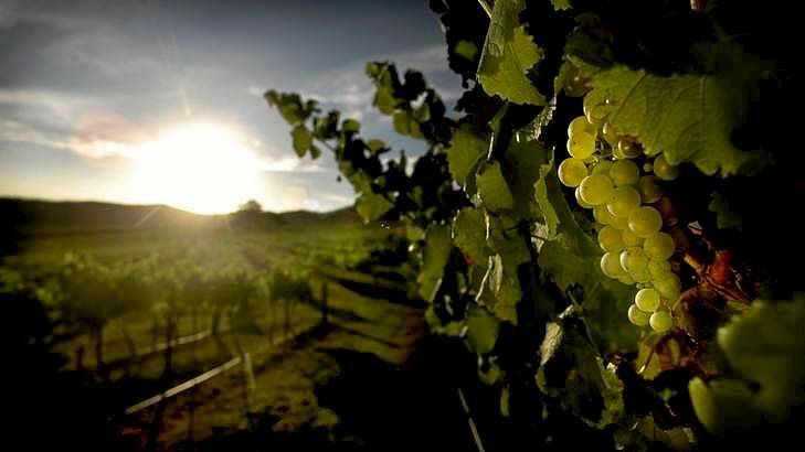 There has been an oversupply of grapes in Australia for the past 10 years. Photo: Glen McCurtayne