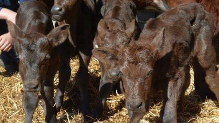 Jervois dairy farmer Rupert Gazzola checks on his 12-hour-old quadruplet Illawarra-Murray Grey calves last week. Photo: Supplied