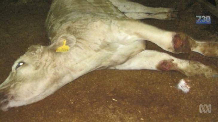 Shocking footage taken by Dr Simpson of the suffering in the live cattle export trade. Photo: ABC/7.30