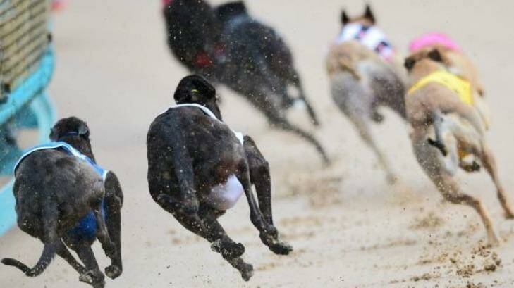 The NSW greyhound industry was predicated on "the mass slaughter of healthy young dogs", inquiry hears. Photo: Vince Caligiuri