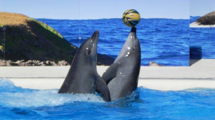 Balancing act: Bottlenose dolphins Bucky and Zippy perform at Dolphin Marine Magic in Coffs Harbour.