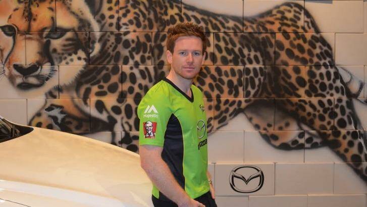 On the prowl: New Sydney Thunder recruit Eoin Morgan. Photo: Supplied