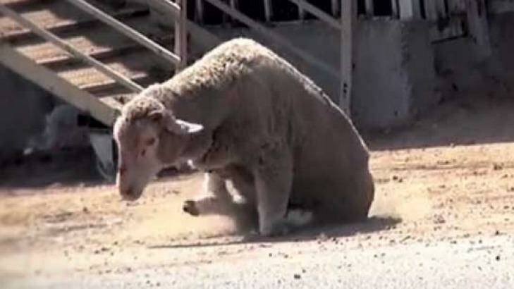 A sheep struggles to move after its legs were bound. Photo: Animals Australia