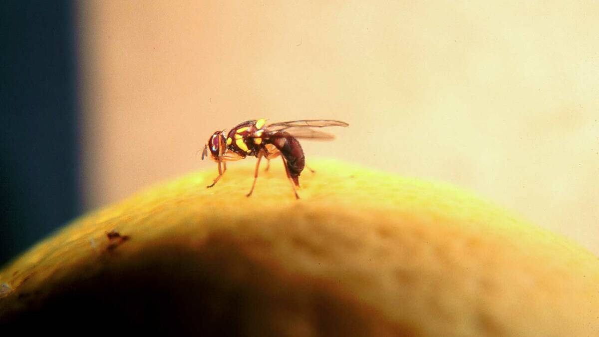 Learn to beat pesky fruit fly