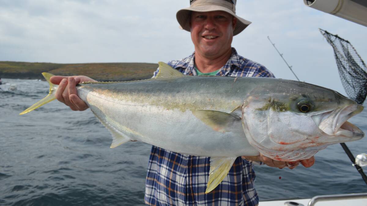 LIGHTHOUSE KING: Dave from Sydney shows off his solid kingfish taken on live bait at Montague Island during the week with Wazza & Simon of Lighthouse Charters Narooma 
