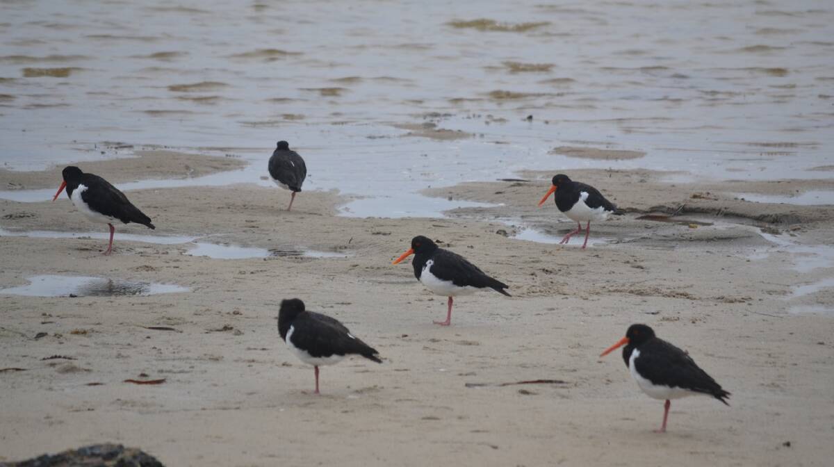 OYSTER CATCHERS: Even the rare and threatened pied oyster catchers came out in numbers at the Narooma Oyster Festival backing the AOC's environmental claims. Photo Stan Gorton